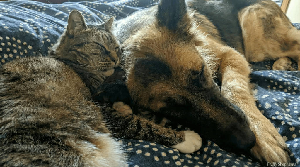 long haired german shepherd resting calmly indoors with cat