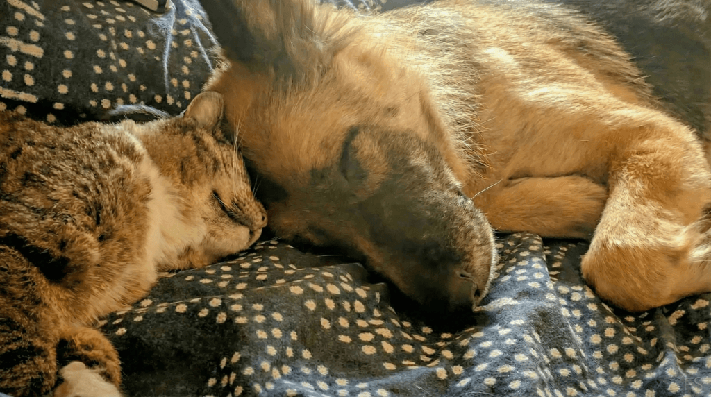 A long-haired German Shepherd resting nose-to-nose with a tabby cat, symbolizing trust, rescue, and lifelong companionship.
