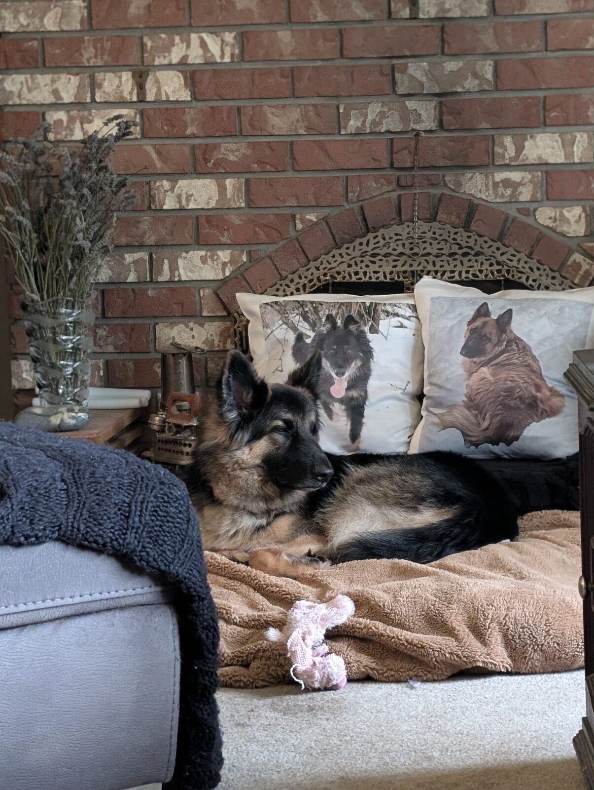 long-haired German Shepherd rescue dog resting calmly after adoption