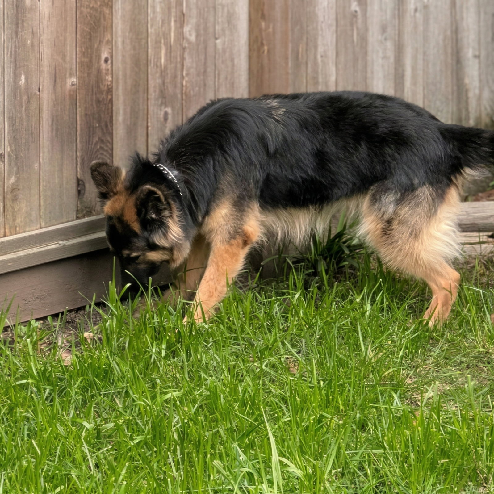 Why Dogs Need to Sniff on Walks