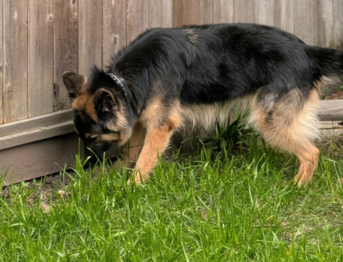 long-haired German Shepherd sniffing ground during a calm exploratory walk